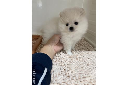 成約済の愛媛県のポメラニアン-159073の2枚目