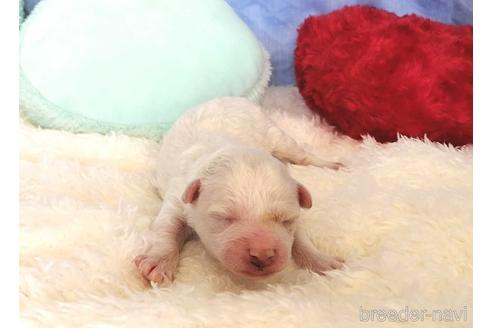 成約済の埼玉県のビションフリーゼ-161754の3枚目