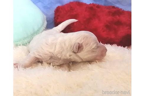 成約済の埼玉県のビションフリーゼ-161755の3枚目