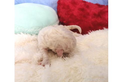 成約済の埼玉県のビションフリーゼ-161770の5枚目