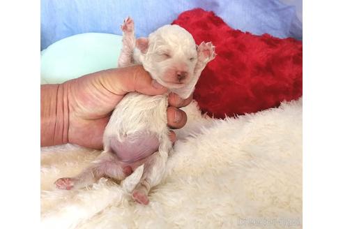 成約済の埼玉県のビションフリーゼ-161770の3枚目