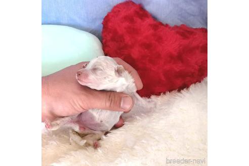 成約済の埼玉県のビションフリーゼ-161776の3枚目