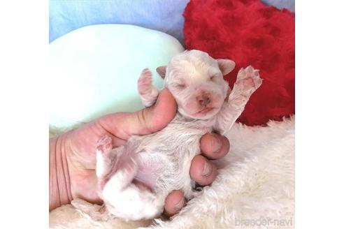 成約済の埼玉県のビションフリーゼ-161781の4枚目