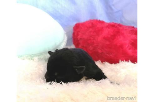 成約済の埼玉県のミニチュアシュナウザー-161786の6枚目