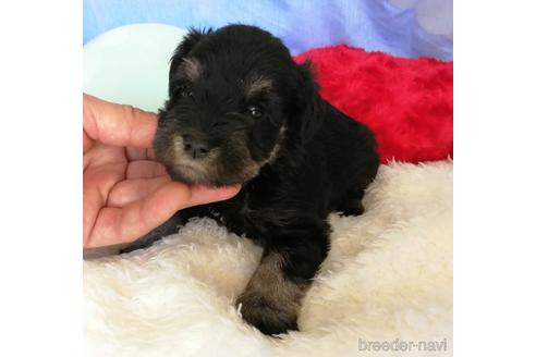 成約済の埼玉県のミニチュアシュナウザー-161789の1枚目