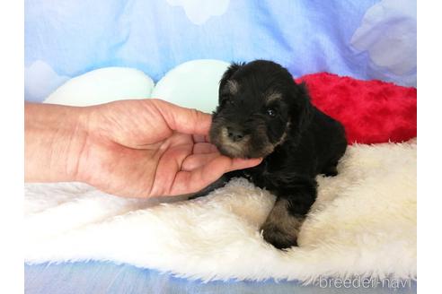 成約済の埼玉県のミニチュアシュナウザー-161789の3枚目