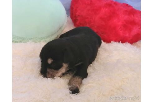 成約済の埼玉県のミニチュアシュナウザー-161790の5枚目