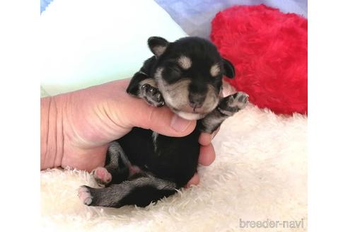 成約済の埼玉県のミニチュアシュナウザー-161790の7枚目