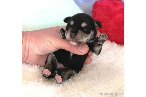 成約済の埼玉県のミニチュアシュナウザー-161790の8枚目