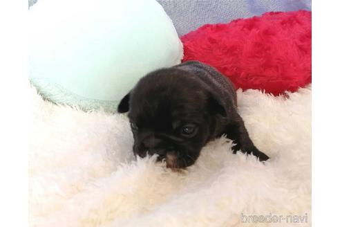 成約済の埼玉県のフレンチブルドッグ-161804の4枚目
