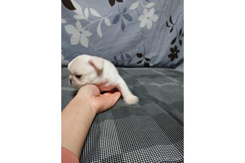 新潟県のフレンチブルドッグ 女の子 21 11 26生まれ 両親ﾁｬﾝﾋﾟｵﾝ直子 子犬id ブリーダーナビ