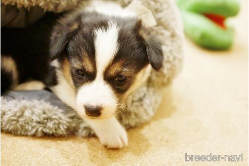 鹿児島県のウェルシュコーギーペンブローク 女の子 21 11 28生まれ すっきり美人ちゃん 子犬id ブリーダーナビ