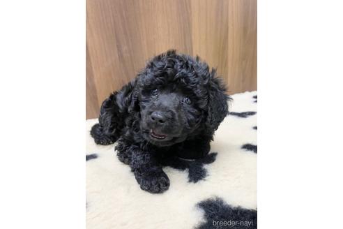 成約済の東京都のその他の犬種-160719の25枚目