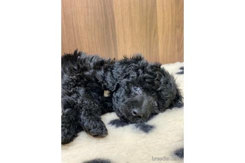 成約済の東京都のその他の犬種-160719の24枚目