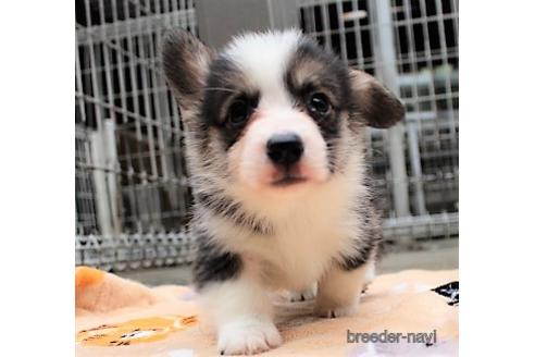 子犬