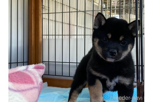 成約済の岡山県の豆柴-161875の2枚目