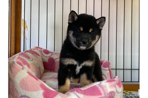 成約済の岡山県の豆柴-161875