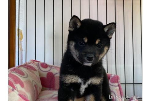 成約済の岡山県の豆柴-161875の3枚目