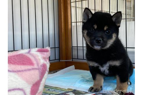 成約済の岡山県の豆柴-161875の5枚目