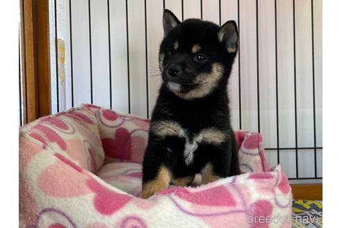 成約済の岡山県の豆柴-161875の4枚目