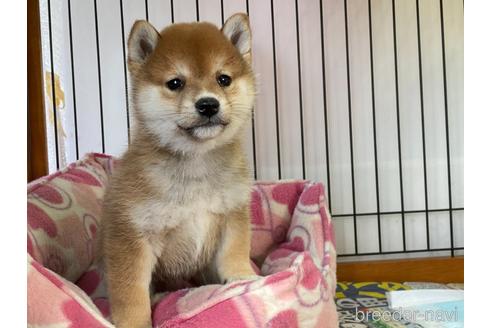 成約済の岡山県の豆柴-161877の6枚目