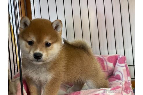 成約済の岡山県の豆柴-161877の9枚目