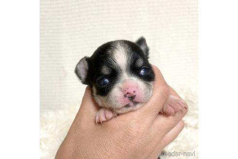 成約済の徳島県のチワワ(スムースコート)-161199の22枚目