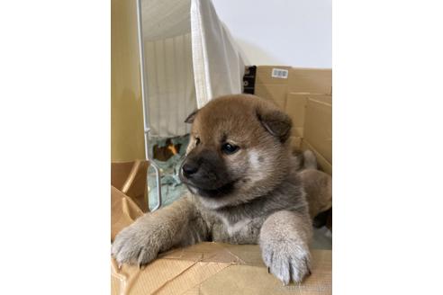 成約済の岡山県の柴犬-158566の1枚目