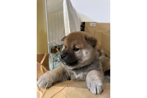 成約済の岡山県の柴犬-158566の1枚目