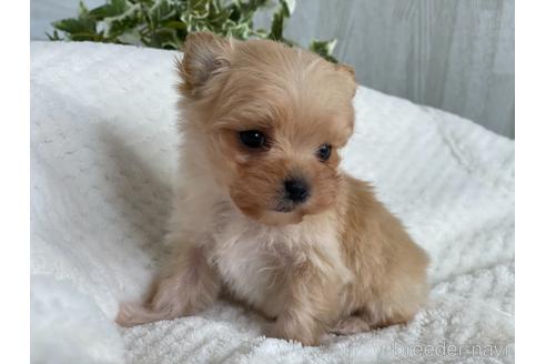 成約済の京都府のチワプー:チワワ×トイプードル-161902の8枚目