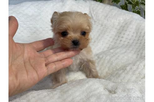 成約済の京都府のチワプー:チワワ×トイプードル-161902の2枚目