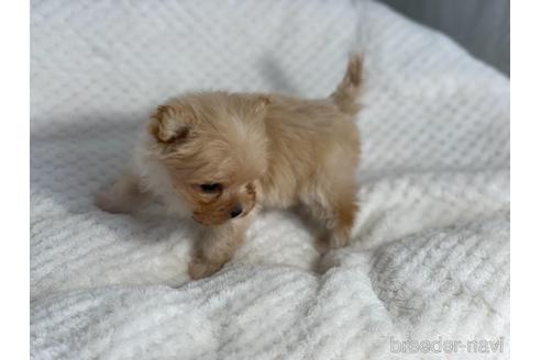 成約済の京都府のチワプー:チワワ×トイプードル-161902の3枚目