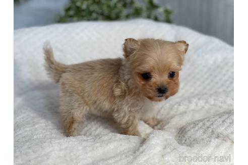 成約済の京都府のチワプー:チワワ×トイプードル-161902の4枚目