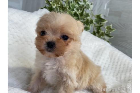 成約済の京都府のチワプー:チワワ×トイプードル-161902の5枚目