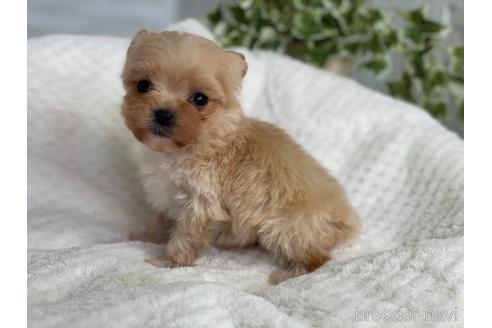 成約済の京都府のチワプー:チワワ×トイプードル-161902の6枚目