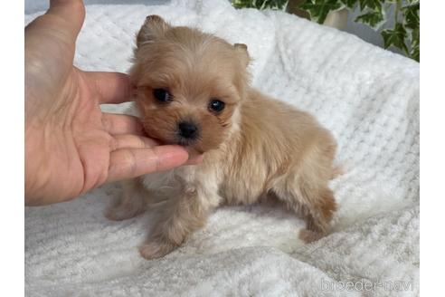 成約済の京都府のチワプー:チワワ×トイプードル-161902の1枚目