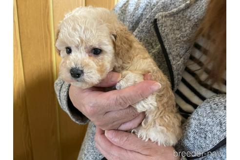 成約済の大阪府のタイニープードル-161901の3枚目