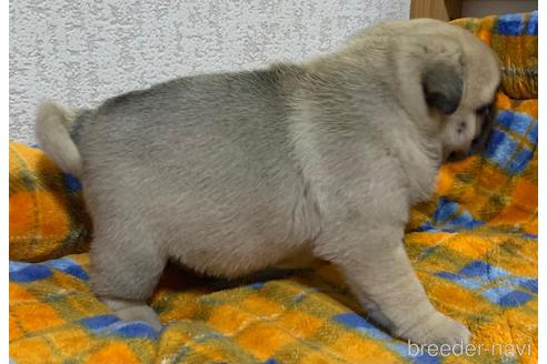 成約済の茨城県のパグ-159456の2枚目