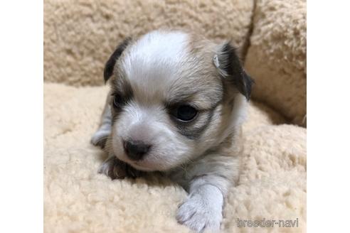 成約済の千葉県のチワワ(ロングコート)-161924の1枚目