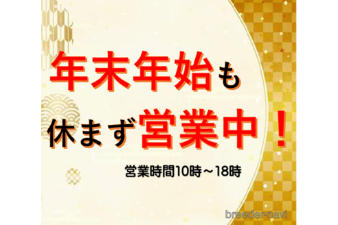 成約済の滋賀県のトイプードル-161220の3枚目