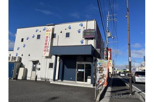 成約済の滋賀県のトイプードル-161203の2枚目