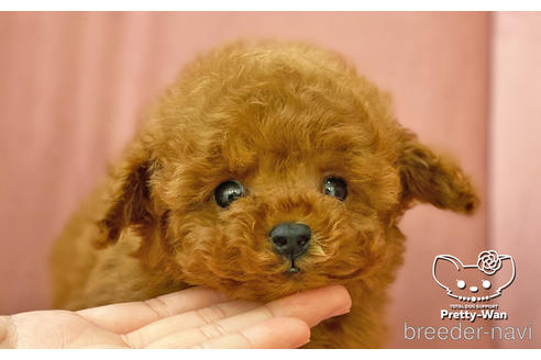 成約済の愛知県のタイニープードル-161946