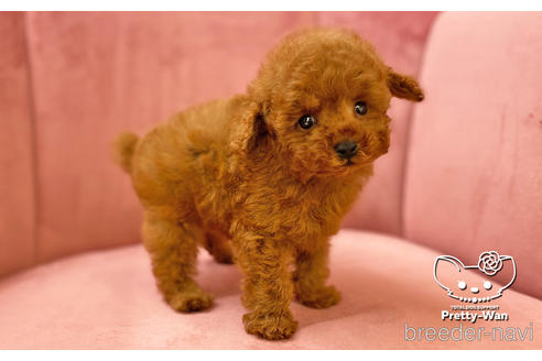 成約済の愛知県のタイニープードル-161946の4枚目