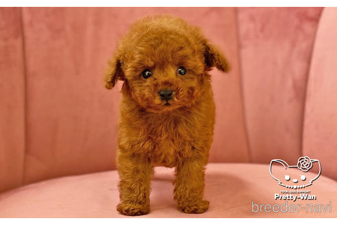 成約済の愛知県のタイニープードル-161946の5枚目