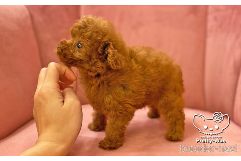 成約済の愛知県のタイニープードル-161946の2枚目