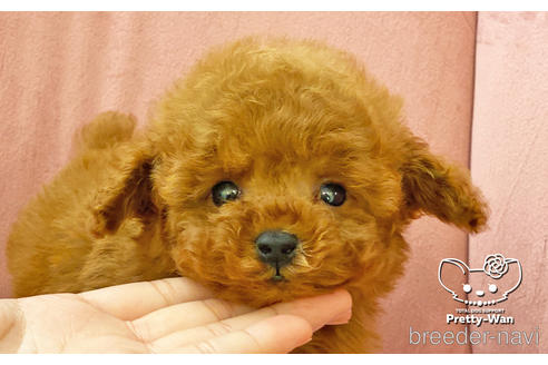 成約済の愛知県のタイニープードル-161946の3枚目