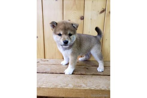 成約済の大阪府の柴犬-161950の6枚目