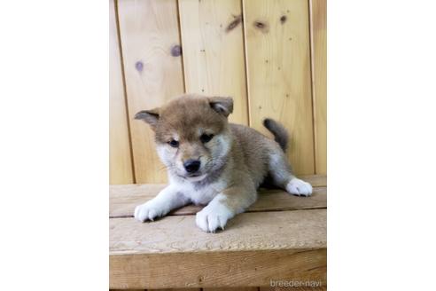 成約済の大阪府の柴犬-161950の8枚目