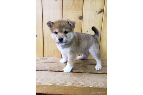 成約済の大阪府の柴犬-161950の7枚目