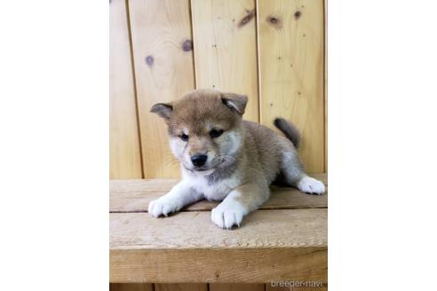 成約済の大阪府の柴犬-161950の1枚目